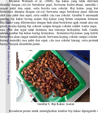 gambar biji kakao kering asalan (biji kakao yang belum sempurna fermentasi). 