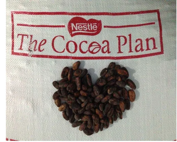 Gambar 7. Biji Kakao Fermentasi 