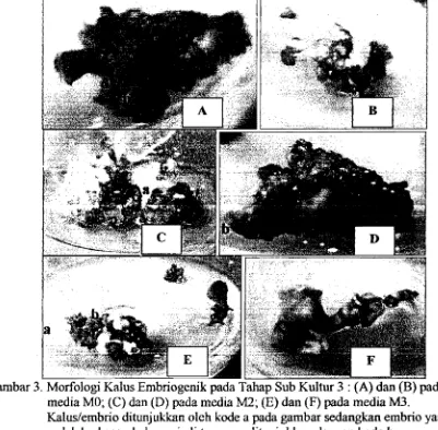 Gambar 3. Morfo)ogi Kalus Embriogenik pada Tahap Sub Kultur 3 : (A) dan (B) pada 