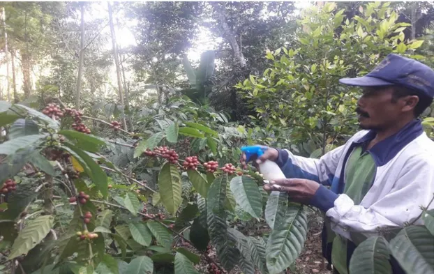 Gambar 11. Pak Ngaryadi (petani kopi) sedang melakukan perawatan dengan  menyemprotkan cairan insektisida