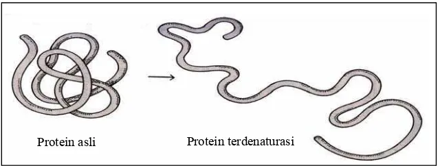 Gambar 1. Perubahan Struktur Molekul Protein Saat Terjadi Denaturasi        Sumber: Lehninger, 1998a        