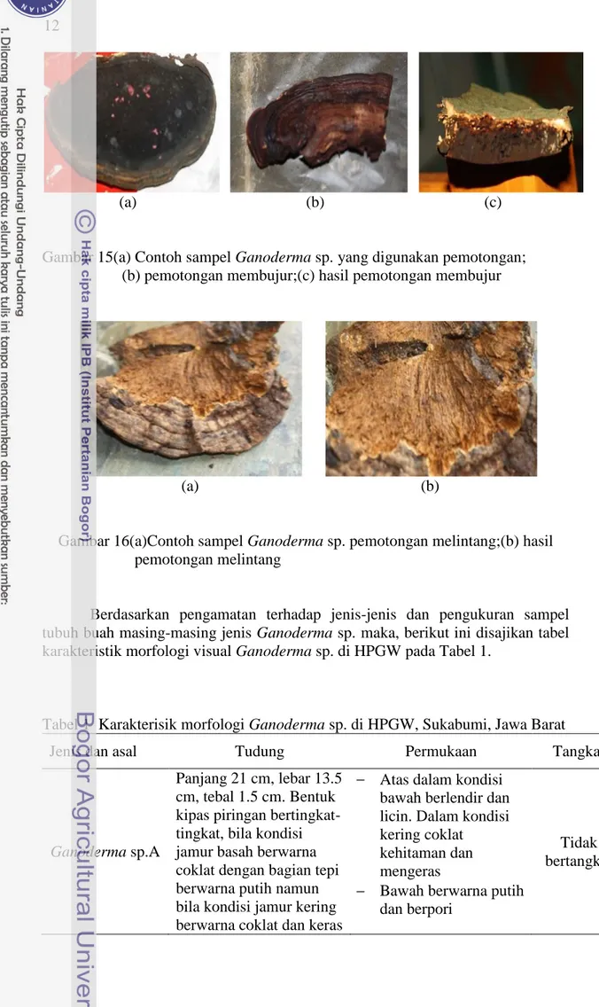 Tabel 1  Karakterisik morfologi Ganoderma sp. di HPGW, Sukabumi, Jawa Barat 