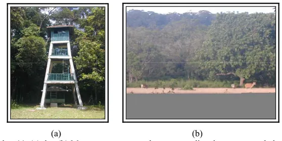 Gambar 11. (a) dan (b) Menara pengamatan dan suasana di padang penggembalaan. 