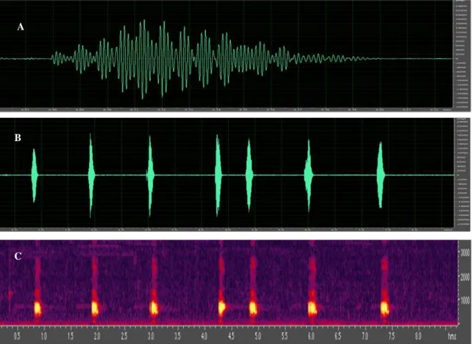 Gambar 9. Oscillogram dan audiospectrogram dari suara tipe 4 jantan dewasa P. aspera. (A) Oscillogram dari  satu suara panggilan suara tipe 4; (B) Oscillogram dari tujuh suara panggilan suara tipe 4; (C) 