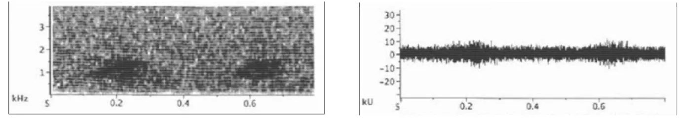 Gambar 11. Audiospectrogram (Frekuensi dalam KHz) dan bentuk gelombang suara (Amplitudo dalam KUnit)  dari suara panggilan P