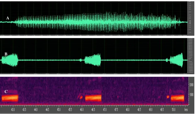 Gambar 3. Oscillogram dan audiospectrogram dari suara tipe 1 jantan dewasa P. aspera. (A) Oscillogram dari  satu suara panggilan; (B) Oscillogram dari tiga suara panggilan; (C) Audiospectrogram dari tiga suara 