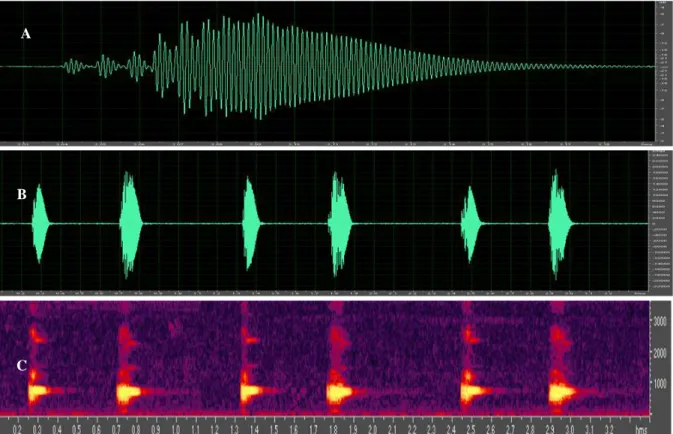 Gambar 7. Oscillogram dan audiospectrogram dari suara panggilan suara tipe 3 dari jantan dewasa P