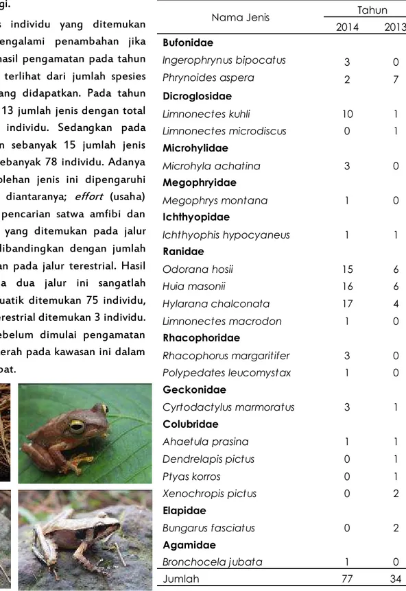 Tabel  2.  Komposisi  Jenis  Herpetofauna  di  Kawasan  Arca Domas 