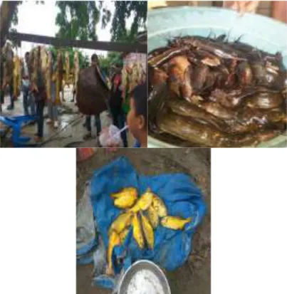 Gambar 3.10. Jenis ikan yang ditangkap di Desa Tanjung Gadai  Industri  skala  rumah  tangga  yang  ada  di  Desa  Tanjung  Gadai  antara  lain  industri  pembuatan  gula  kelapa,  dan  anyaman  tikar