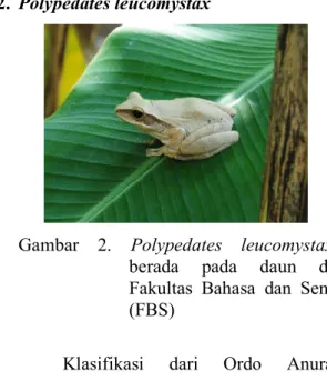 Gambar  2.  Polypedates  leucomystax  berada  pada  daun  di  Fakultas  Bahasa  dan  Seni  (FBS) 