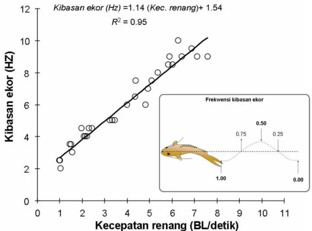 Gambar  5.  Hubungan  antara  kecepatan  renang  dan  kibasan  ekor  ikan       baung (Hemibagrus sp)