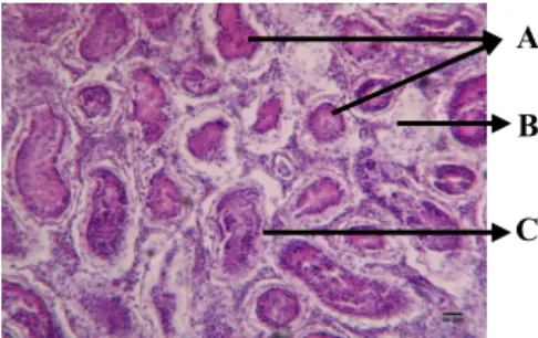 Gambar  2. Penampang bakulum; a. tampak samping (prosesus  median), b. tampak atas (prosesus lateral) 