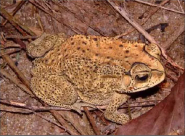 Gambar 7. Bufo melanostictus. 