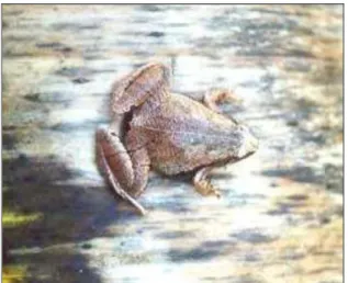 Gambar 9. Microhyla achatina. 