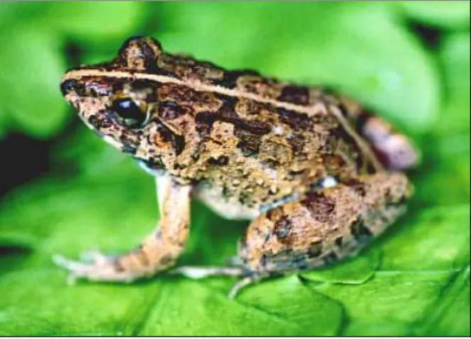 Gambar 11. Fejervarya limnocharis. 