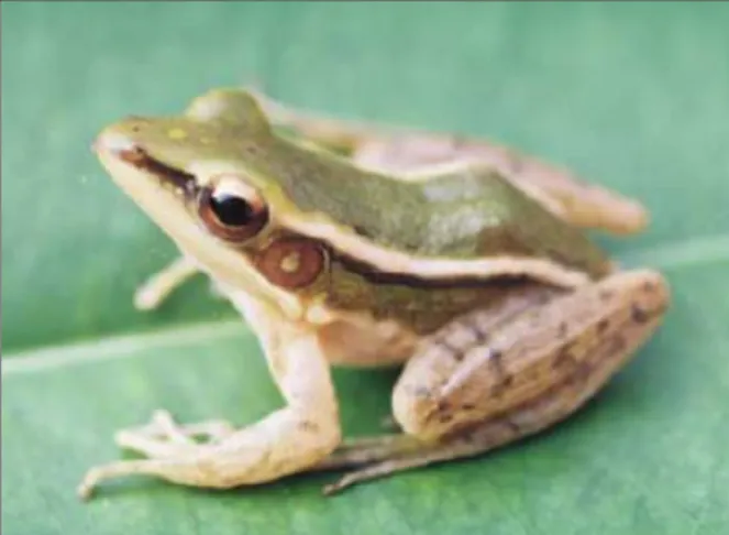 Gambar 13. Rana erythraea. 