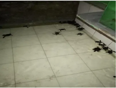 Gambar 3.4  Kolam Tukik  