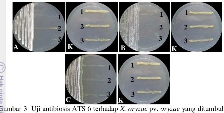 Gambar 3  Uji antibiosis ATS 6 terhadap  X. oryzae pv. oryzae yang ditumbuhkan 