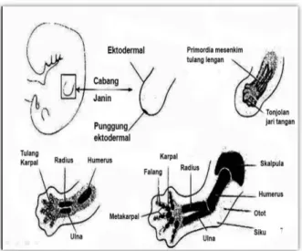 Gambar 2.2 Embriologi tulang 