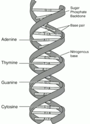 Gambar 1.1 DNA double helix 