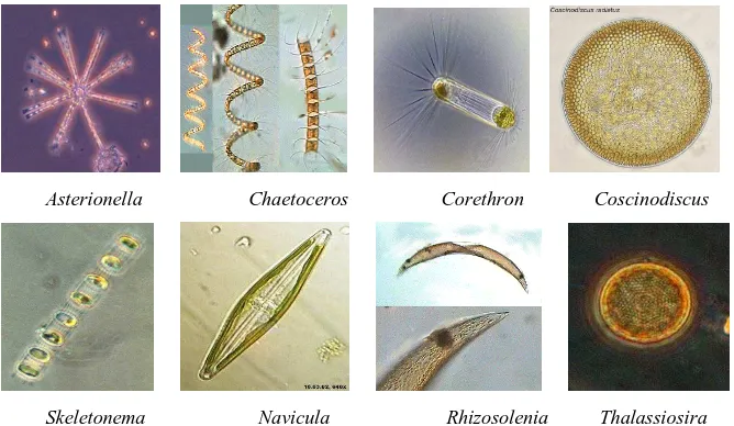 Gambar 4. Beberapa genera diatom. 