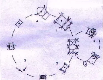 Gambar 12.  Siklus hidup diatom laut, Chaetoceros didymum  