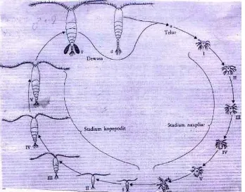 Gambar 13.  Garis besar siklus hidup copepoda (Sumber : Nybakken, 1988)  