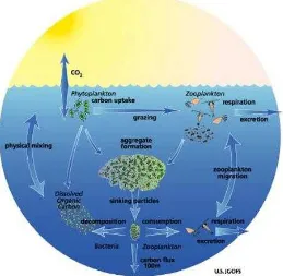 Gambar 1.    Rantai  makanan grazing dan detritus serta peranan                        fitoplankton di  ekosistem laut   