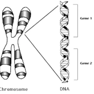 Figure 5: Chromosome 