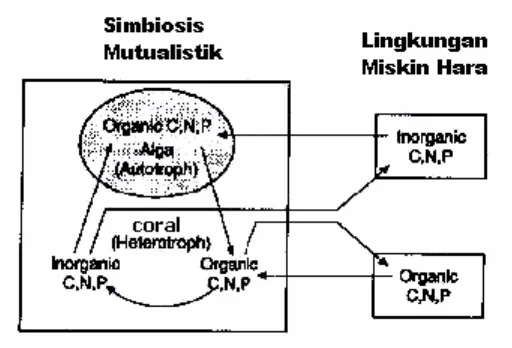 Gambar 3. Pola aliran nutrisi pada simbiosis mutualistik coral-algae ( Sumber :  