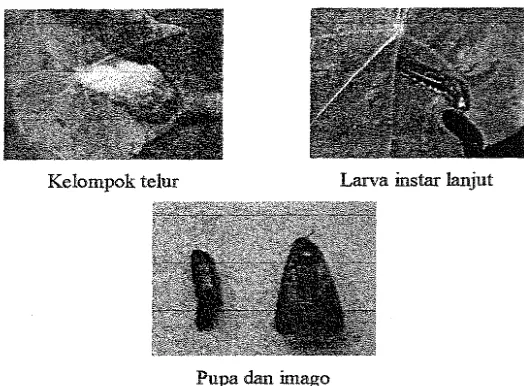 Gambar 2. Telur, larva, pupa, dan imago S. Utura 