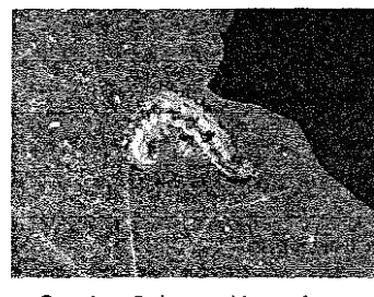 Gambar 3. Larva H. armigera 