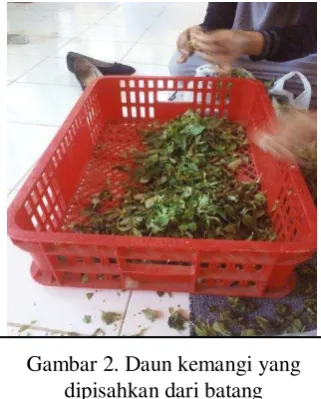 Gambar 2. Daun kemangi yang 