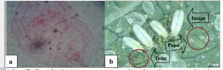 Gambar 7  B. tabaci: (a) preparat pupa dan (b) telur, pupa, dan imago 