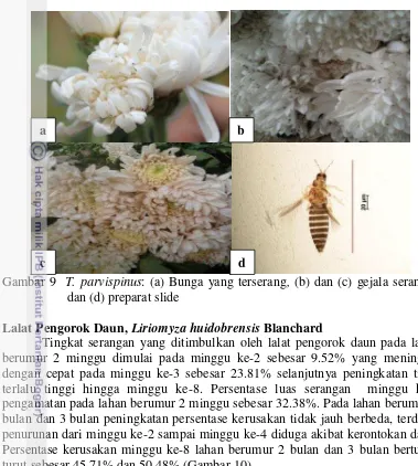 Gambar 10  Persentase kerusakan daun akibat serangan Liriomyza huidobrensis 