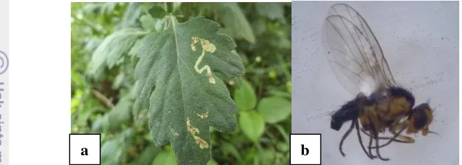 Gambar 11   L. huidobrensis: (a) korokan pada daun dan (b) imago 