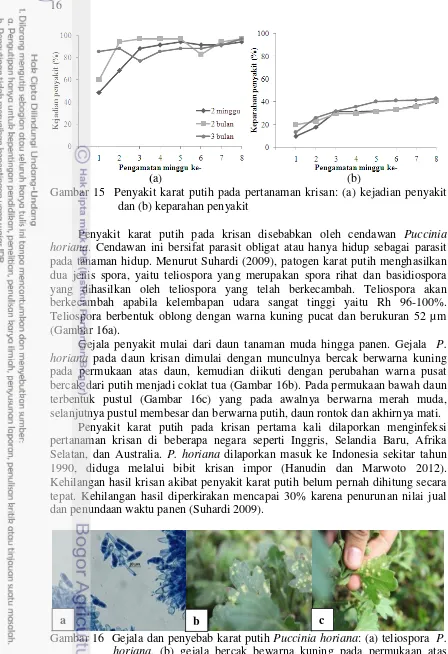 Gambar 16  Gejala dan penyebab karat putih  Puccinia horiana: (a) teliospora  P. 