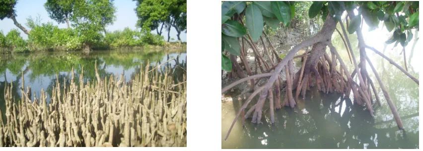 Gambar 2 . Bentuk-bentuk akar pohon mangrove 
