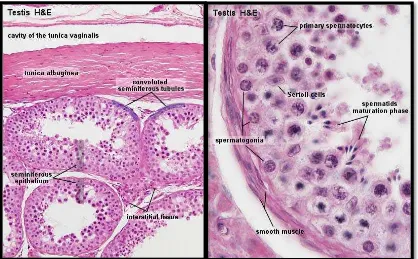 Gambar 2.  Sayatan histologis testis normal mencit (Mus musculus L.) (Hill, 2010) 