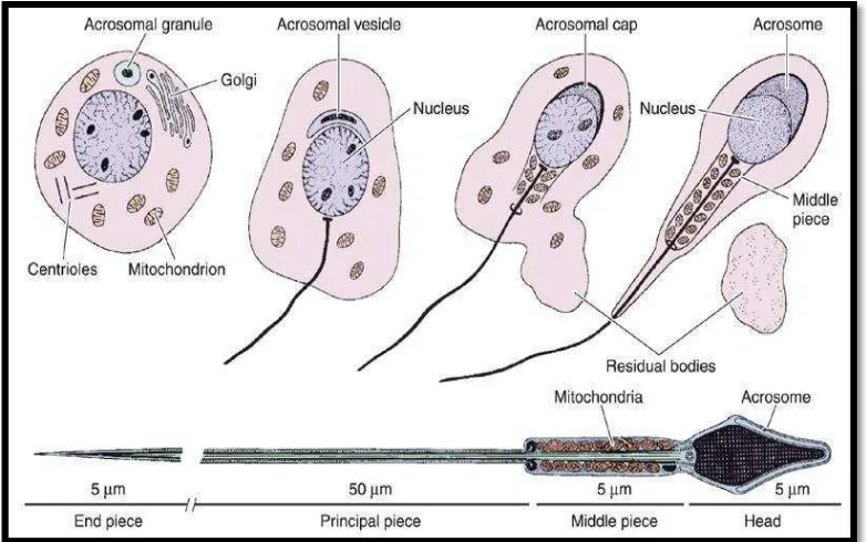 Gambar 4. Perubahan Utama pada Spermatid selama Spermiogenesis                                (Junqueira, 2007)