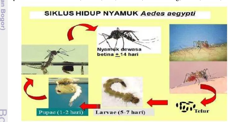 Gambar 11 Siklus Hidup Nyamuk Aedes aegypti 