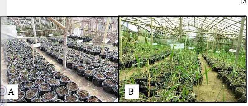 Gambar 2. Kondisi umum percobaan tanaman gandum (A) tanaman umur 1 MST; 