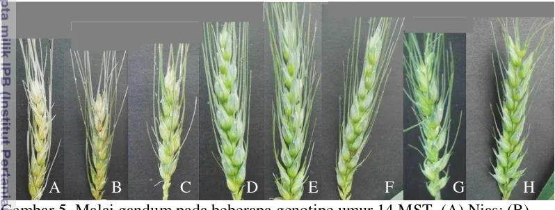 Gambar 5. Malai gandum pada beberapa genotipe umur 14 MST. (A) Nias; (B)  
