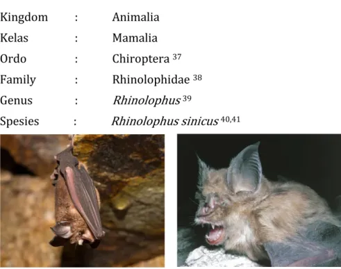 Gambar 1. Kelelawar tapal kuda (Rhinolophus sinicus)  42