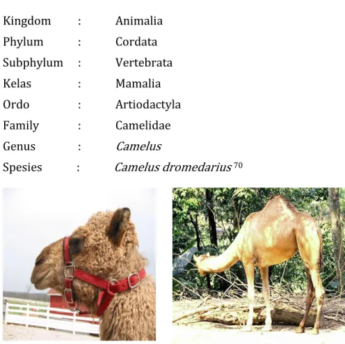 Gambar 7. Unta dromedaris (Camelus dromedarius) 70