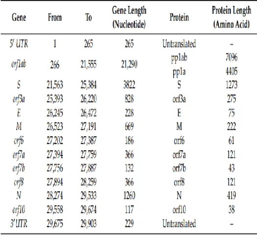 Tabel  5.  Gen  SARS  CoV-2  dan  poliprotein  yang  disandikan. 