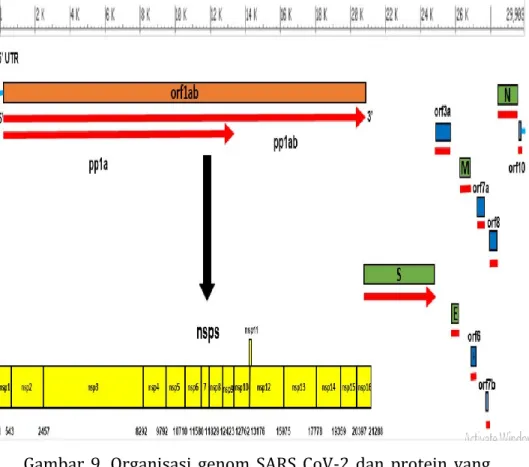 Gambar  9.  Organisasi  genom  SARS  CoV-2  dan  protein  yang  disandikan.  Gen  orf1ab  merupakan  dua  pertiga  dari  genom,  mengkodekan  total  16  protein   non-struktural  (NSPs)  dalam  gen  pp1ab,  seperti  ditunjukkan  dengan  warna  kuning,  yai