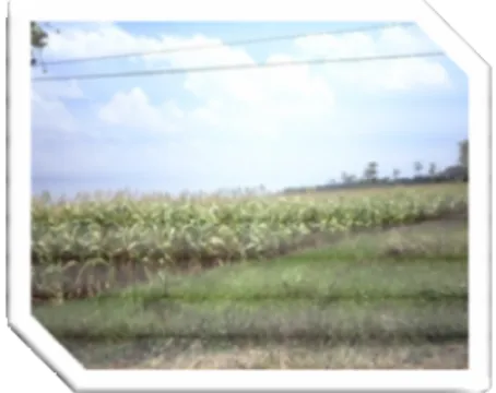 Gambar 5.9.  Kawasan pertanian di Kabupaten Lamongan 