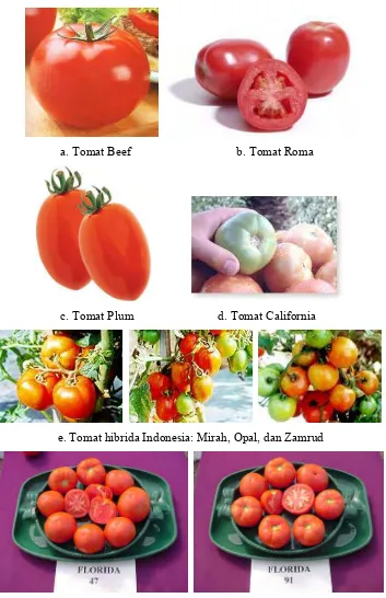 Gambar 2. Beberapa varietas tomat di dunia dan Indonesia.2