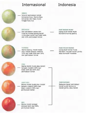 Gambar 3. Perubahan warna tingkat kematangan tomat.3